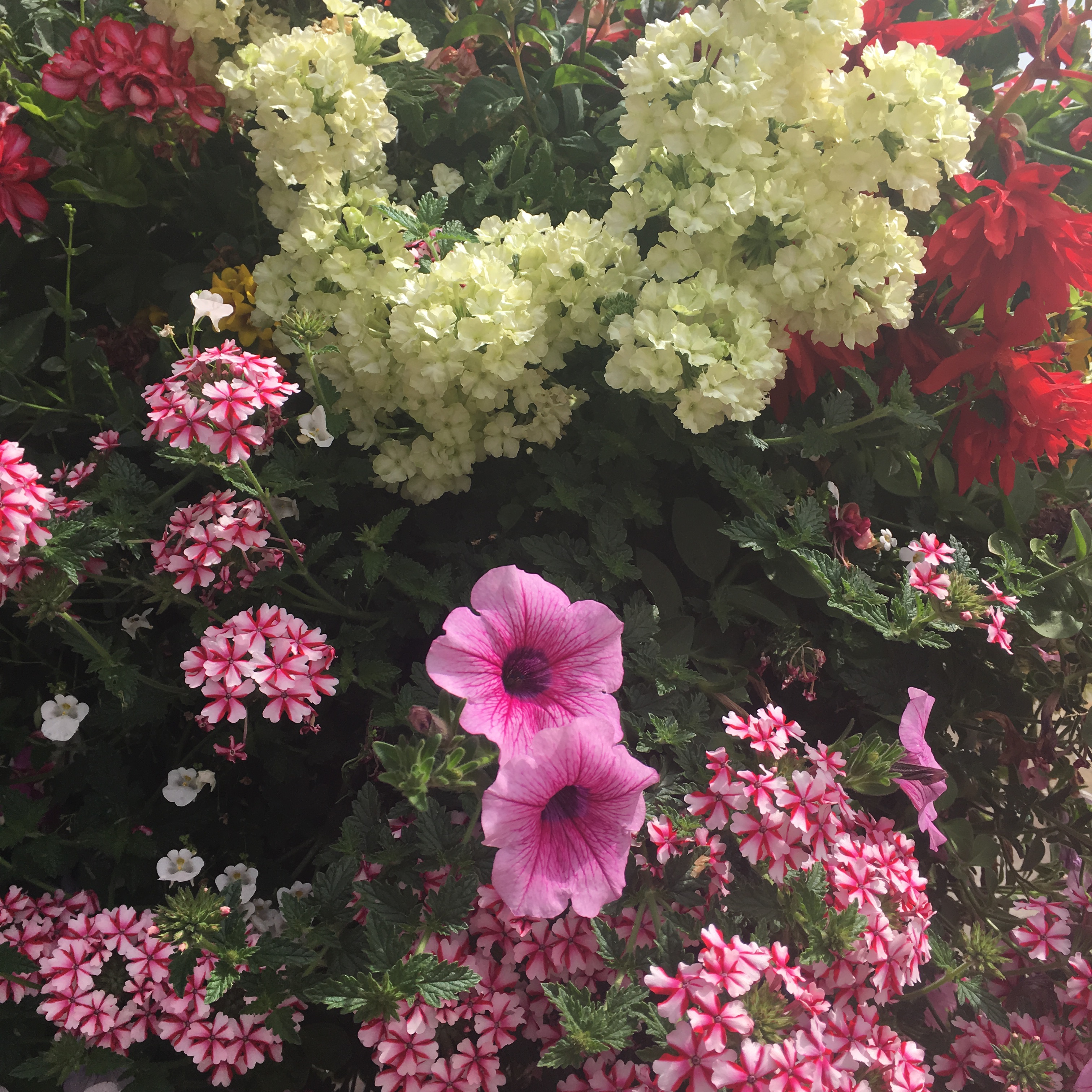 Chippenham Town Council to host South West in Bloom Spring Seminar