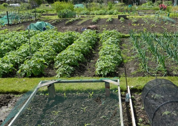 Green vegetables growing in brown soil