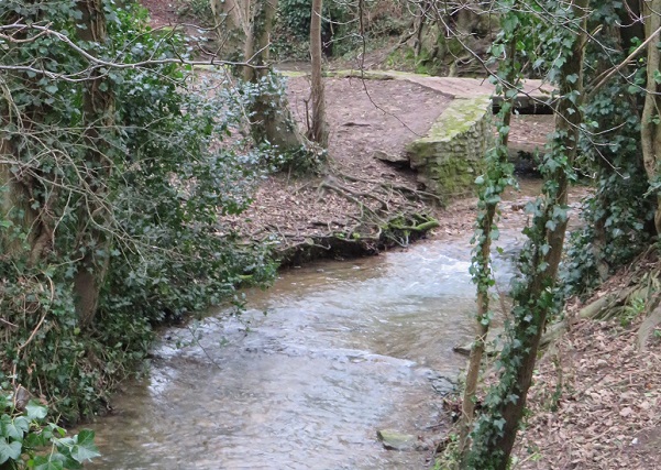 Wooded area with trees and Brook running through the middle