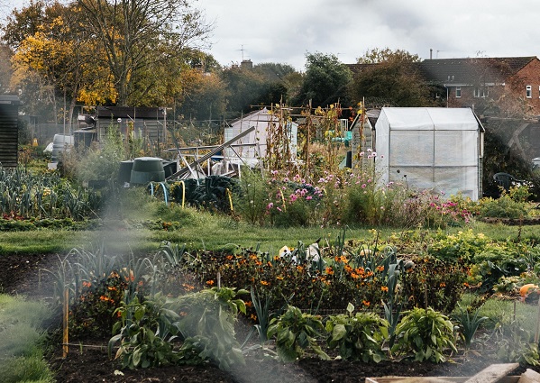 Cricketts Lane Allotment Small 600 x 426 An allotment with vegetable patches and patches of greenery
