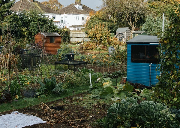 Deansway Allotment 600 x 426 An allotment covered in greenery