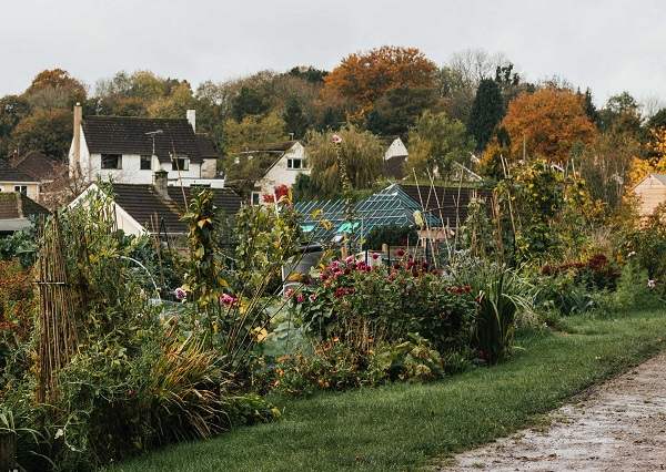 Hardenhuish Allotment 1 600 x 426 An allotment site covered in greenery