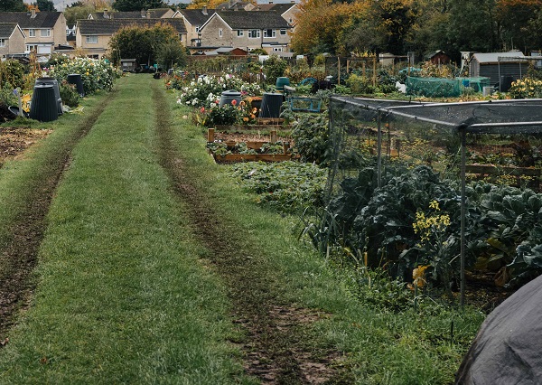 Lords Mead Allotment 1 600 x 426 An allotment with greenery