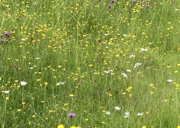 Pewsham Way By pass (Roads and Verges) Yellow, white and pink flowers in tall grass
