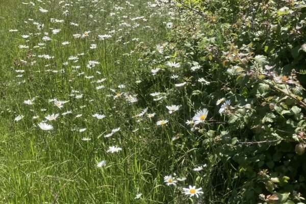 White flowers and grass