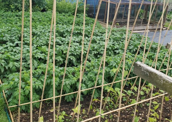 Photograph of green plants with wooden sticks