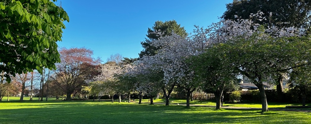 Blossom Trees Header Image Photograph of a line of blossom trees with light pink blossom on with a blue sky and green grass on a sunny day