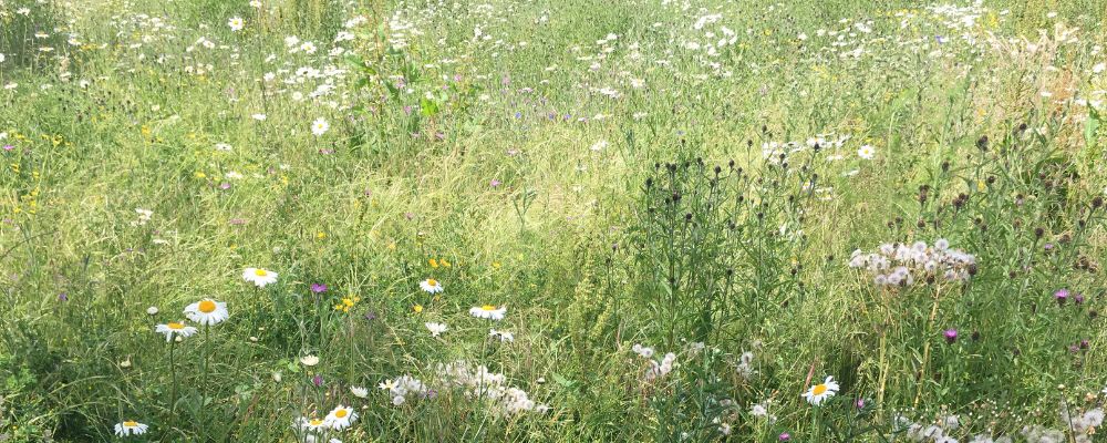 Wildlife Areas Header Image (6) Photograph of long grass with white and yellow flowers