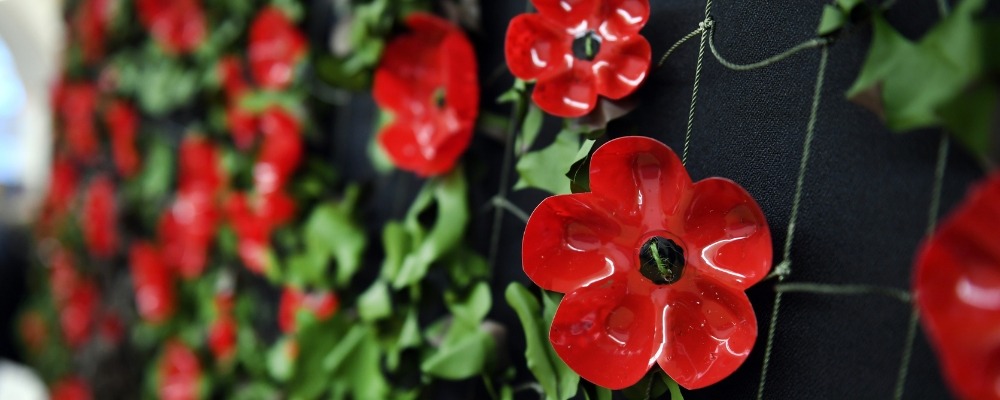 Armistice Day Header Image (7) Photograph of the red poppies