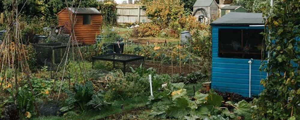 Photograph of a garden with lots of green plants and a blue and orange shed