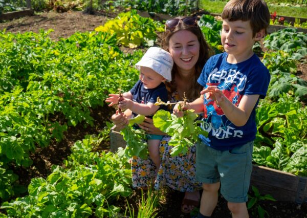 Photograph of a 3 people picking carrots on a sunny day
