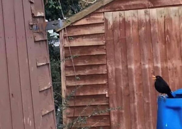 Photograph of a robin of a dark brown/ red shed outside
