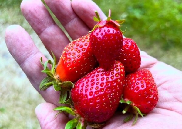 Photograph of someone with a handful of strawberries