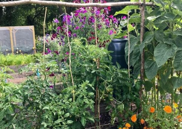 Photograph of green plants, a yellow sunflower and pink/purple flowers