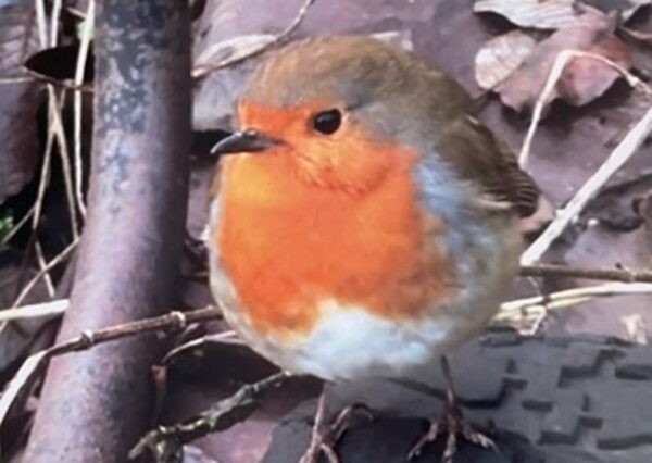 Photograph of a robin with red white and brown