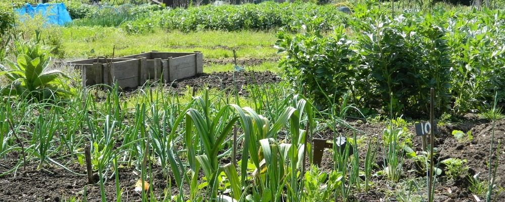 Allotments Header Image Photograph of lots of green plants growing