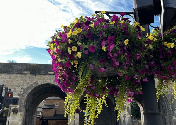 flower basket Photograph of hanging glower basket with pink and yellow flowers