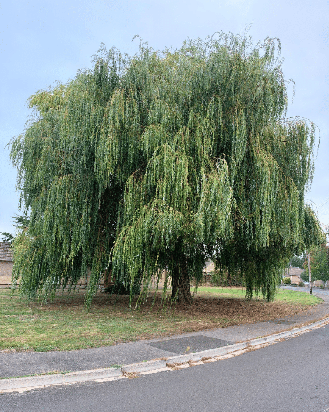 Chippenham's Favourite Tree Competition Winner