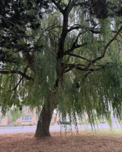 Weeping Willow Blackbridge Road Photograph of a large weeping willow tree with a thick, twisting trunk and long drooping branches. Tree stands in a dry grassy yard beside a residential street, with brick houses and sidewalks visible behind foliage.