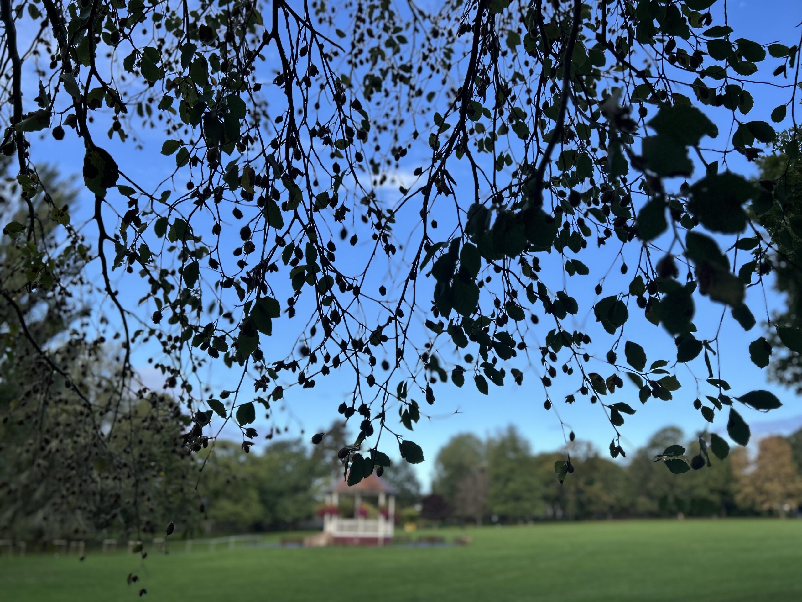 How the Weather is Affecting Trees in Chippenham